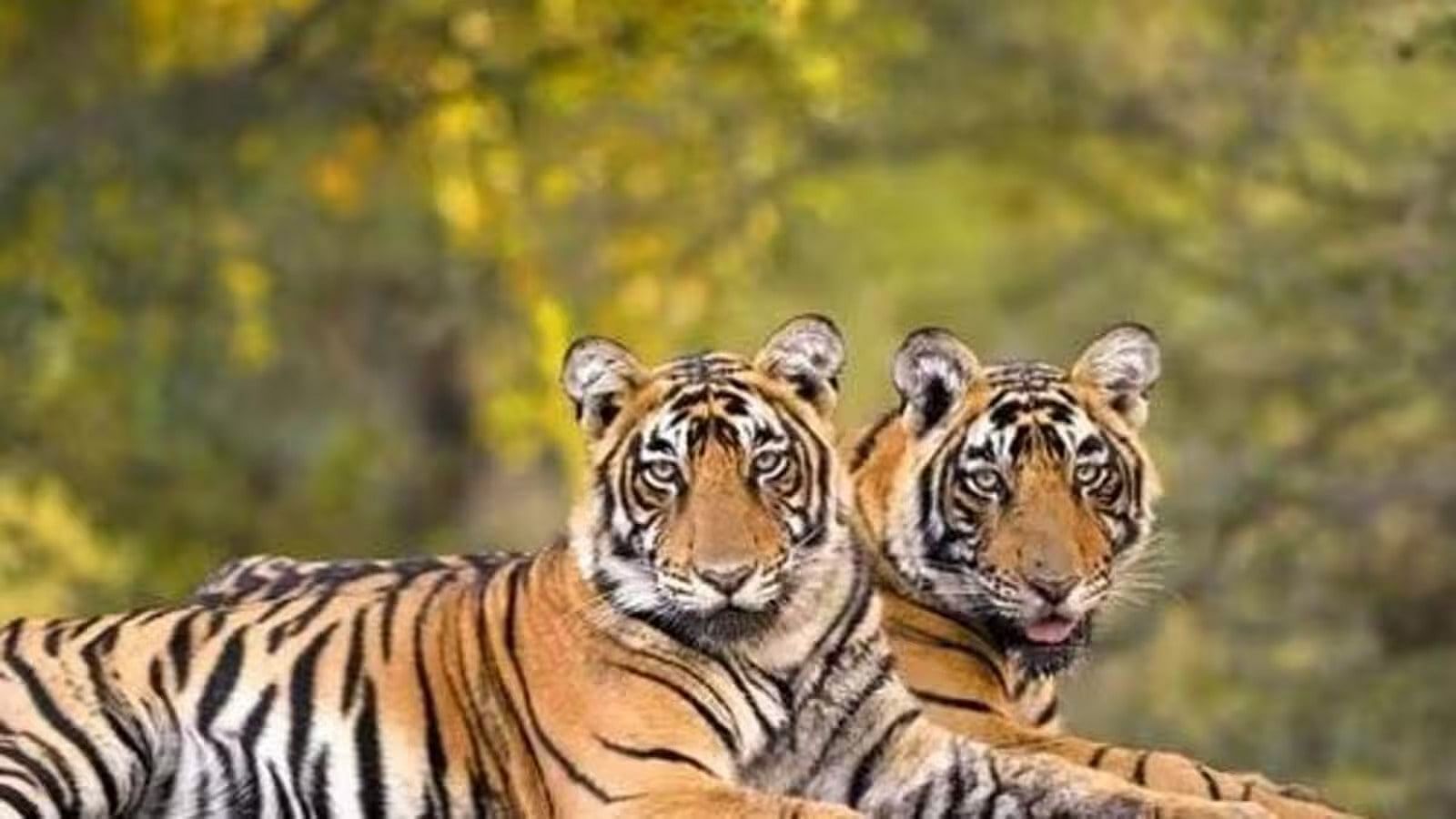 tiger-reserves-in-rajasthan