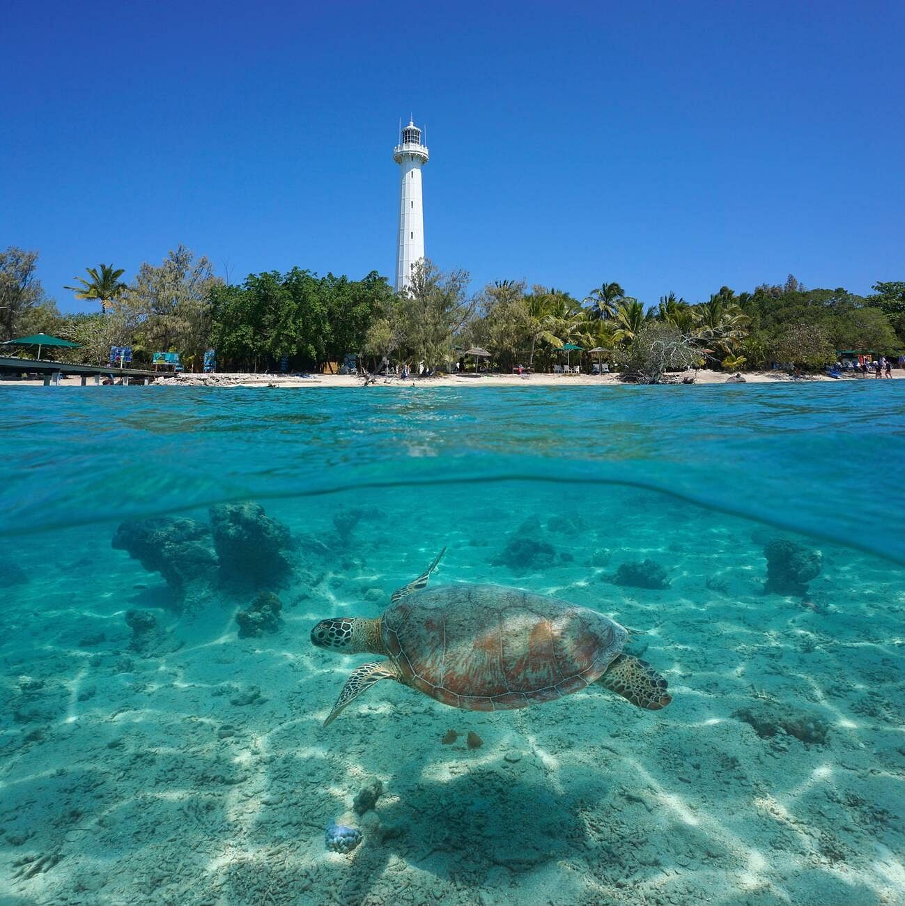 turtle-island
