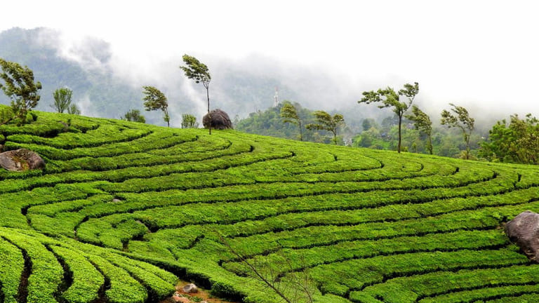 wayanad-travel-guide