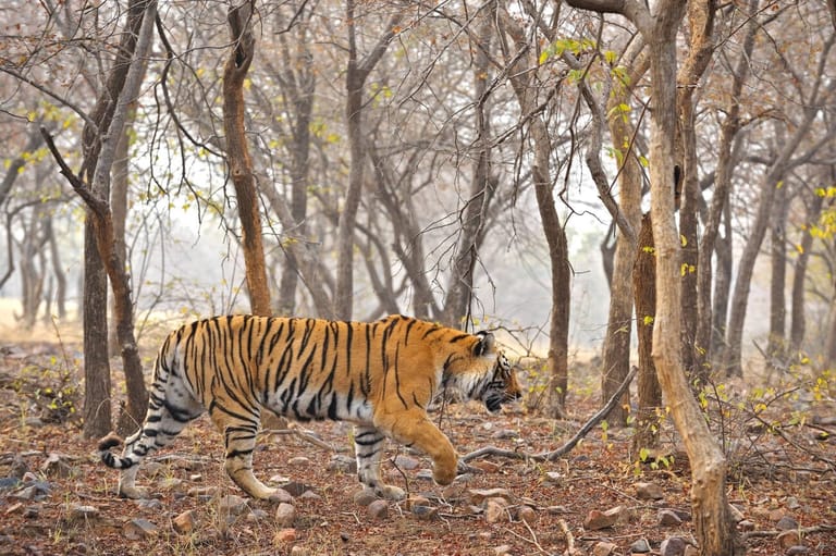 wildlife-sanctuaries-in-rajasthan