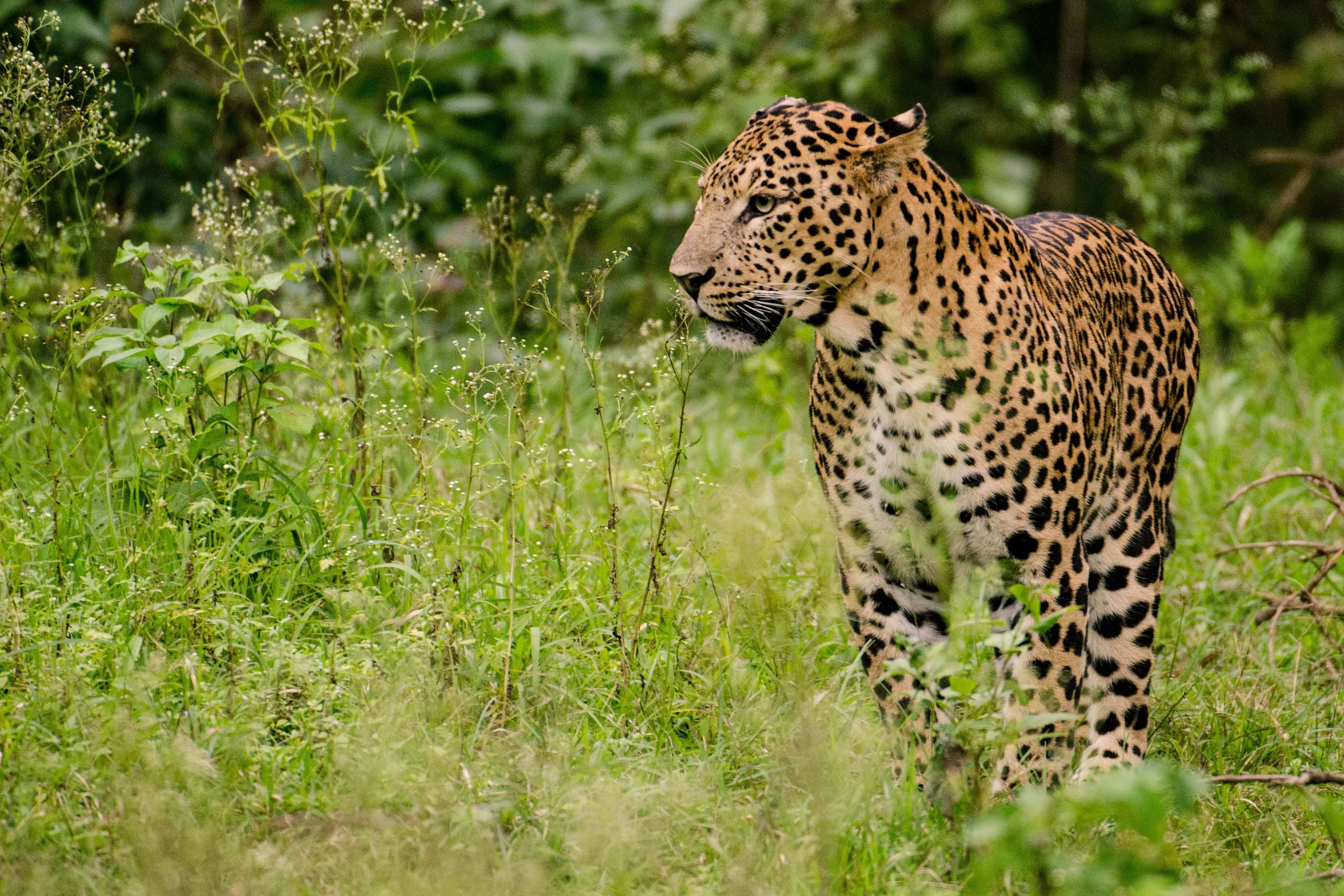 asola-bhatti-wildlife-sanctuary