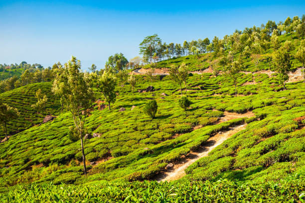 Amazing landscape view of tea plantation nature background