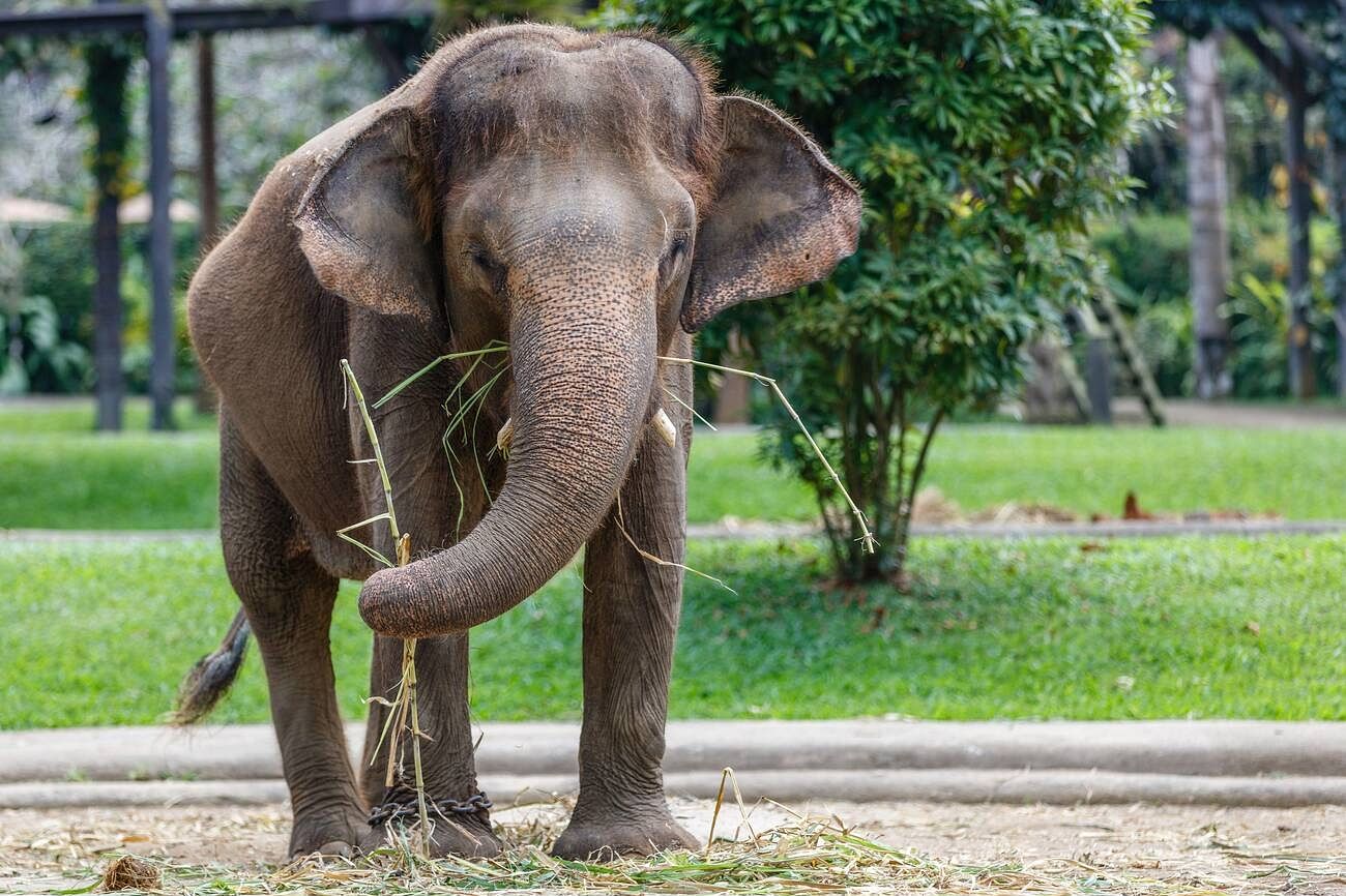 mason-elephant-park