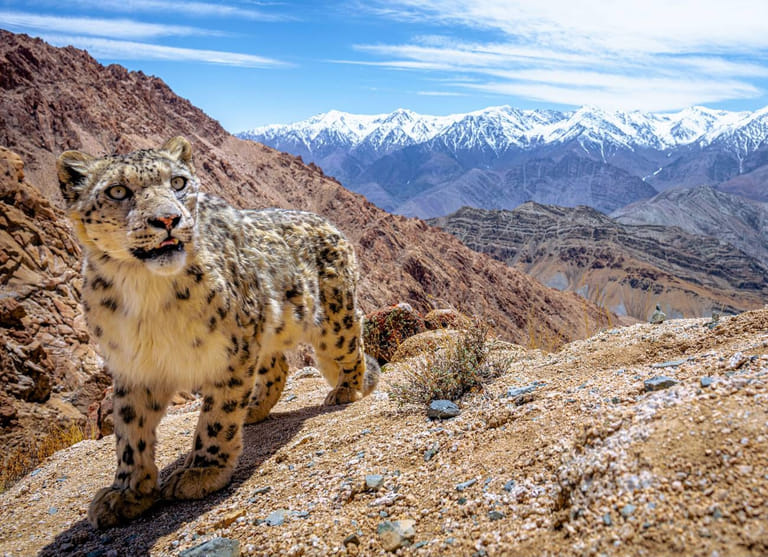 snow-leopard