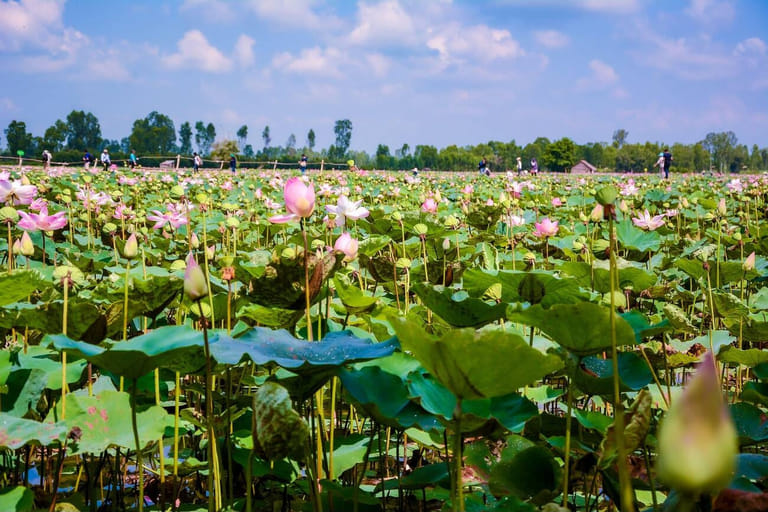 tram-chim-national-park