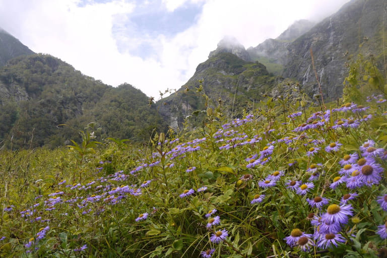 valley-of-flowers-uttarakhand