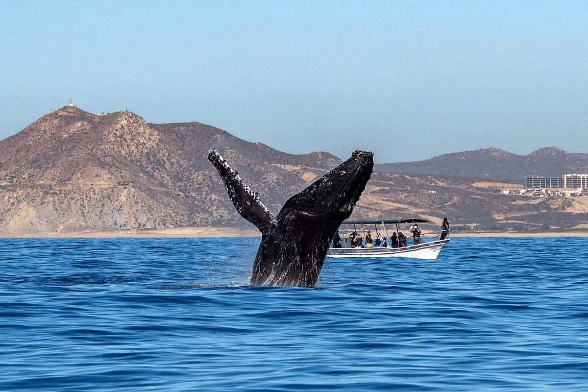 mauritius-whale-watching