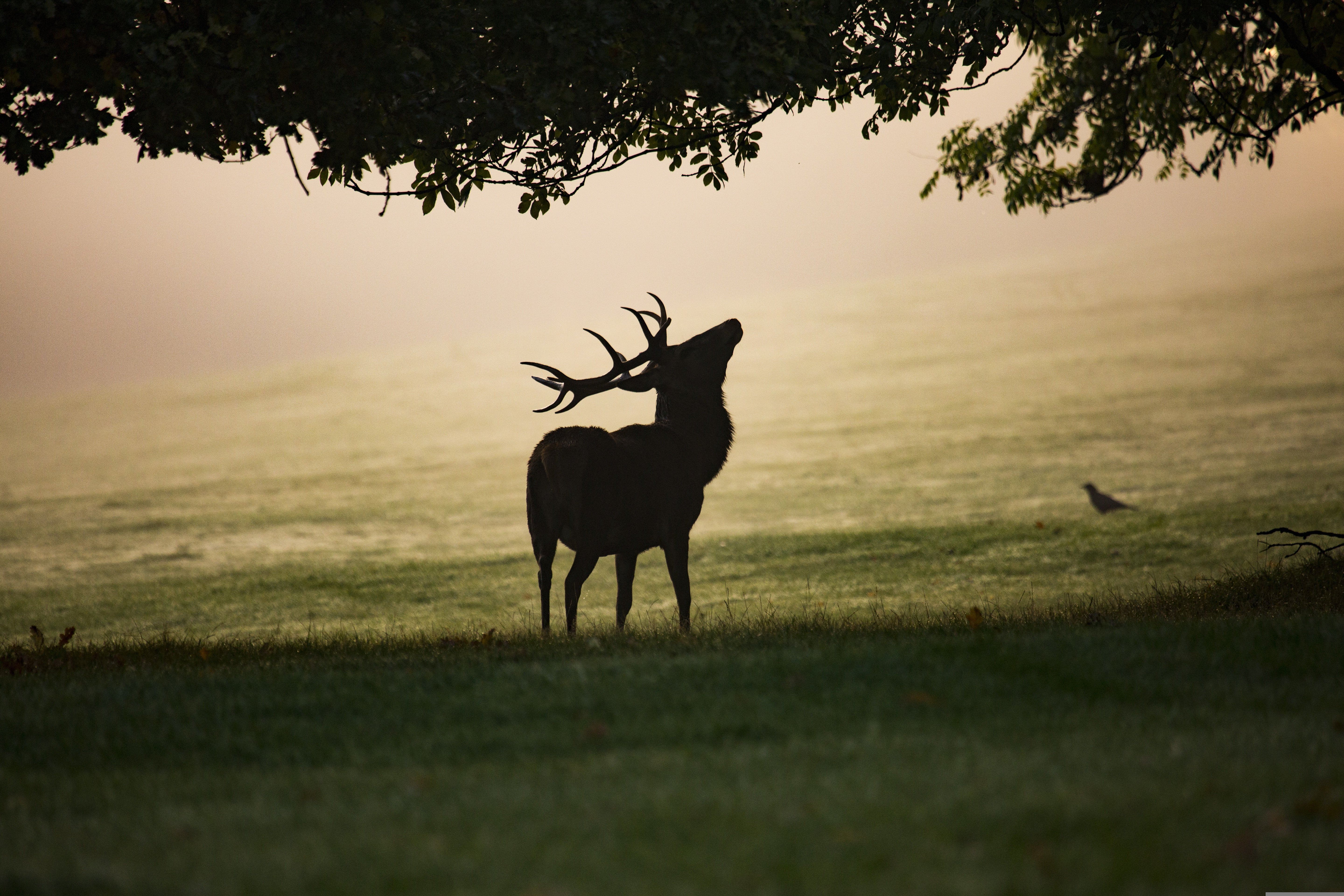 satmaliya-deer-park