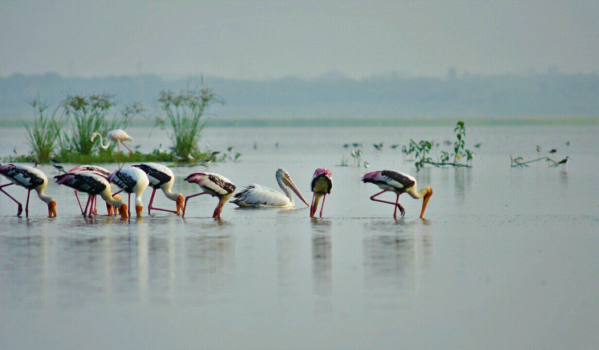 ousteri-wetland-and-national-park-in-pondicherry
