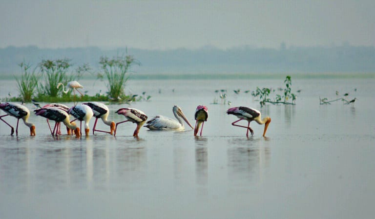 ousteri-wetland-and-national-park-in-pondicherry