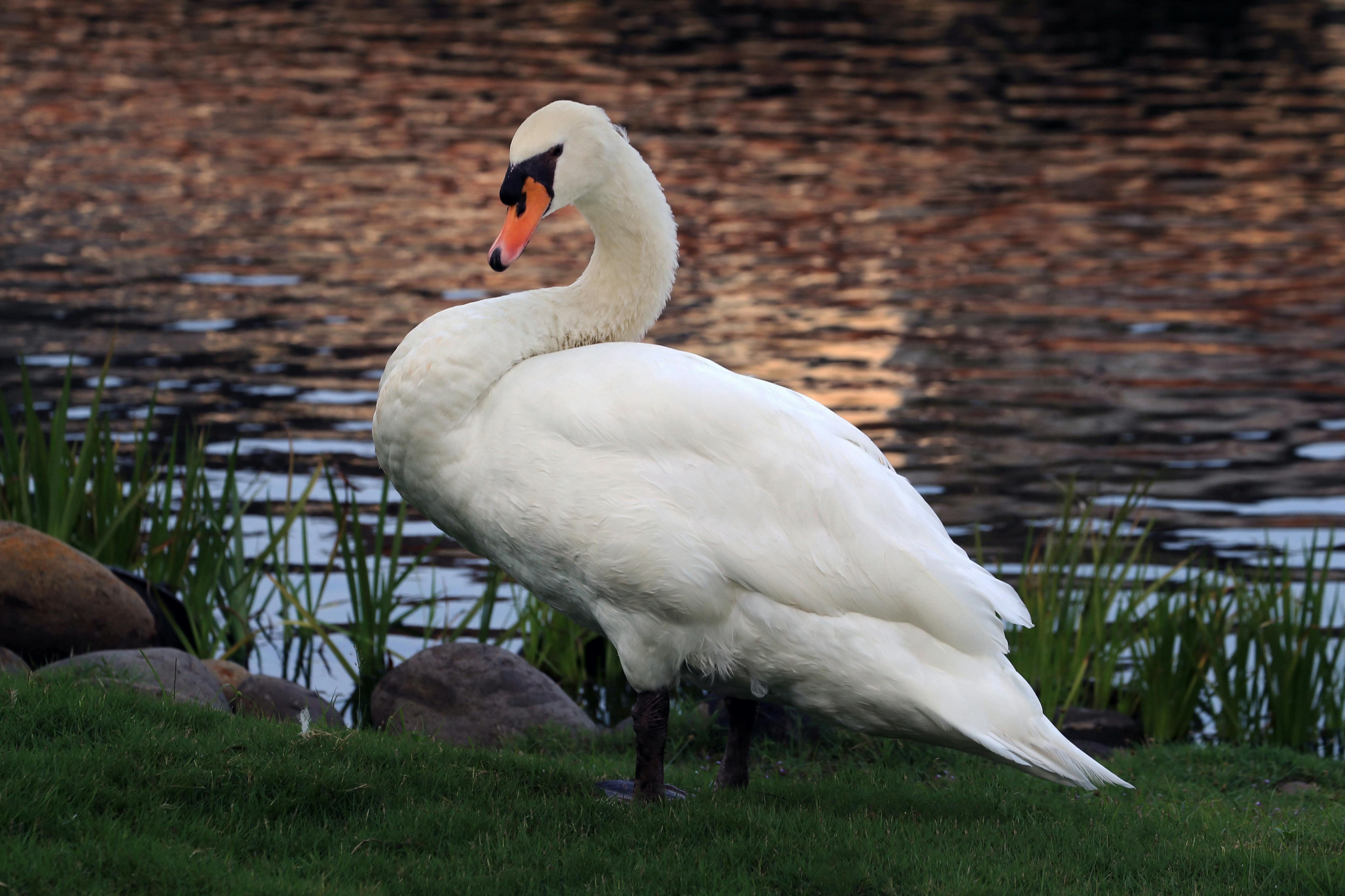 Bird-Sanctuary