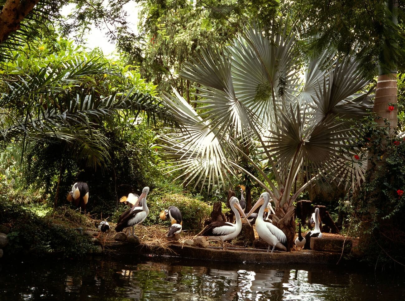 bali-bird-park