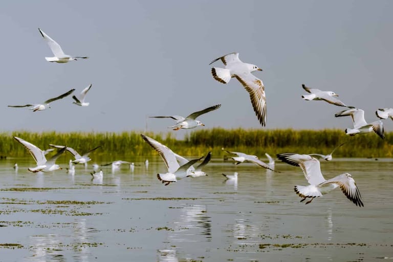 bird-sanctuaries-in-delh