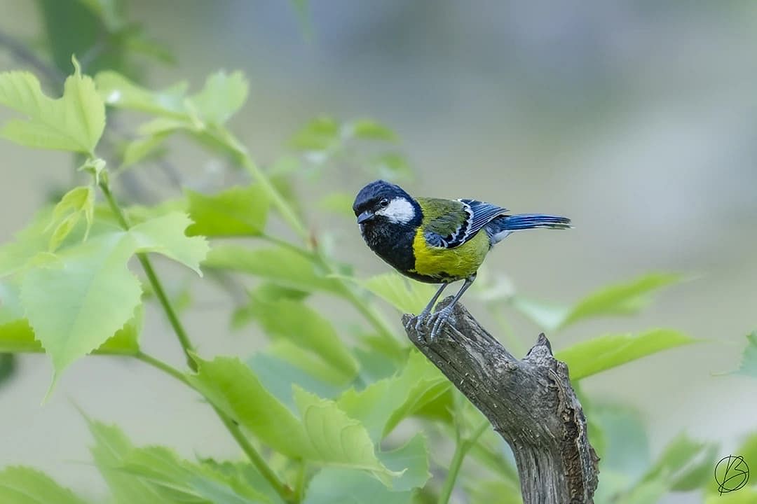blog-images