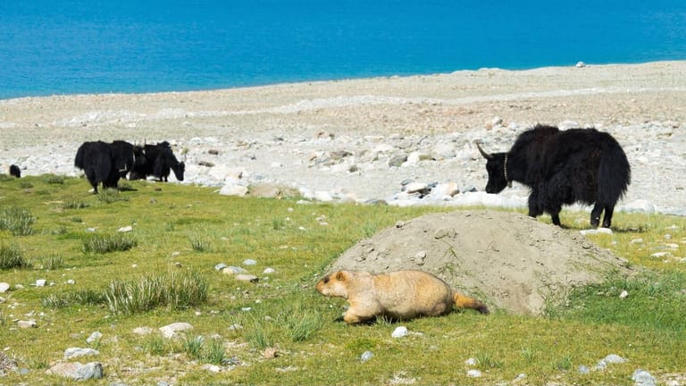 changthang-wildlife-sanctuary-ladakh