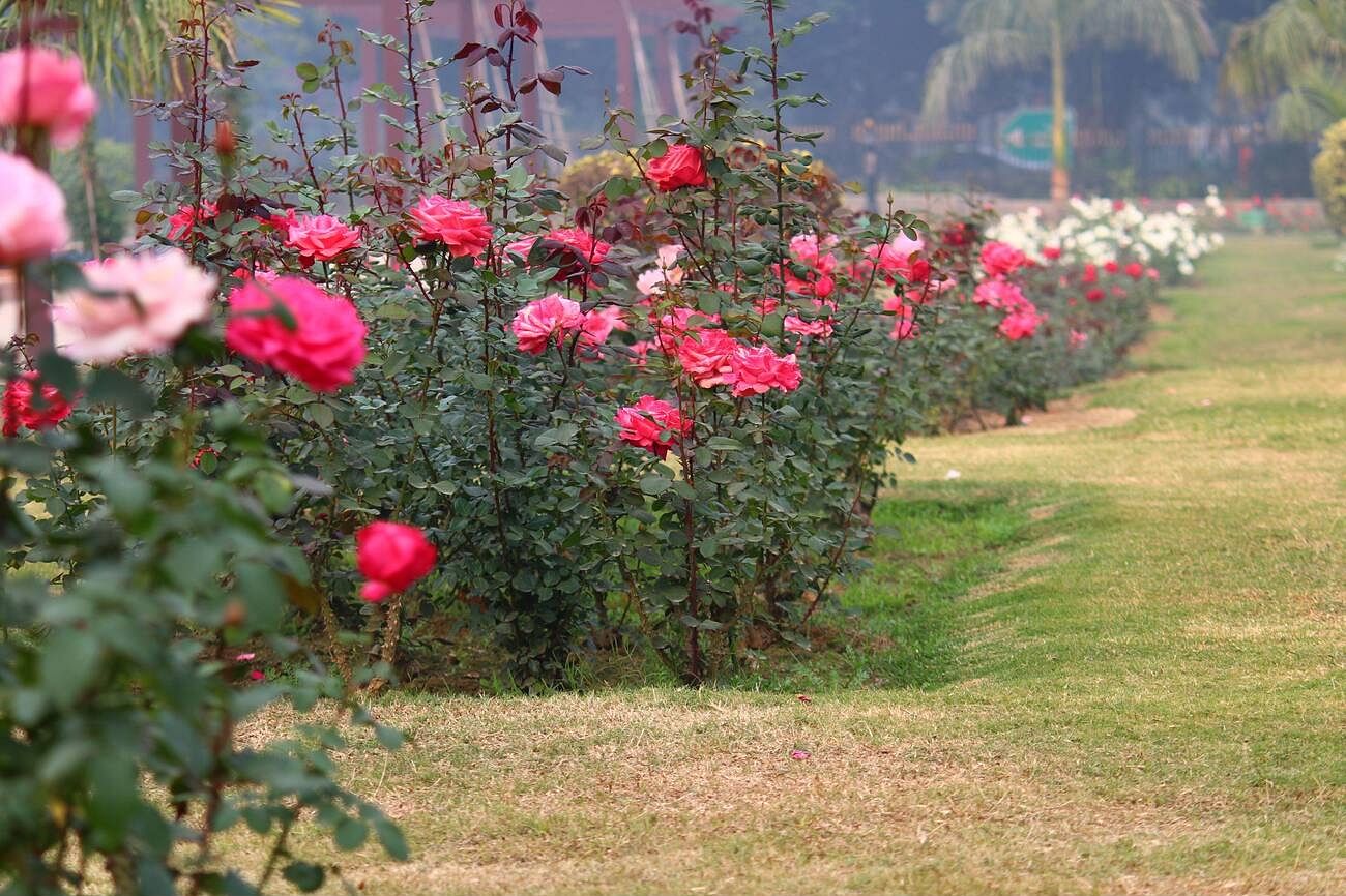blog-images