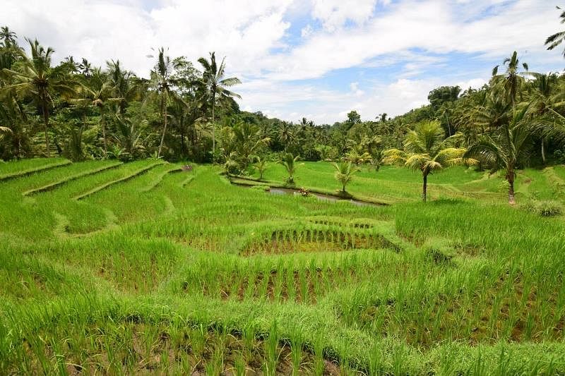 jatiluwih-rice-terraces