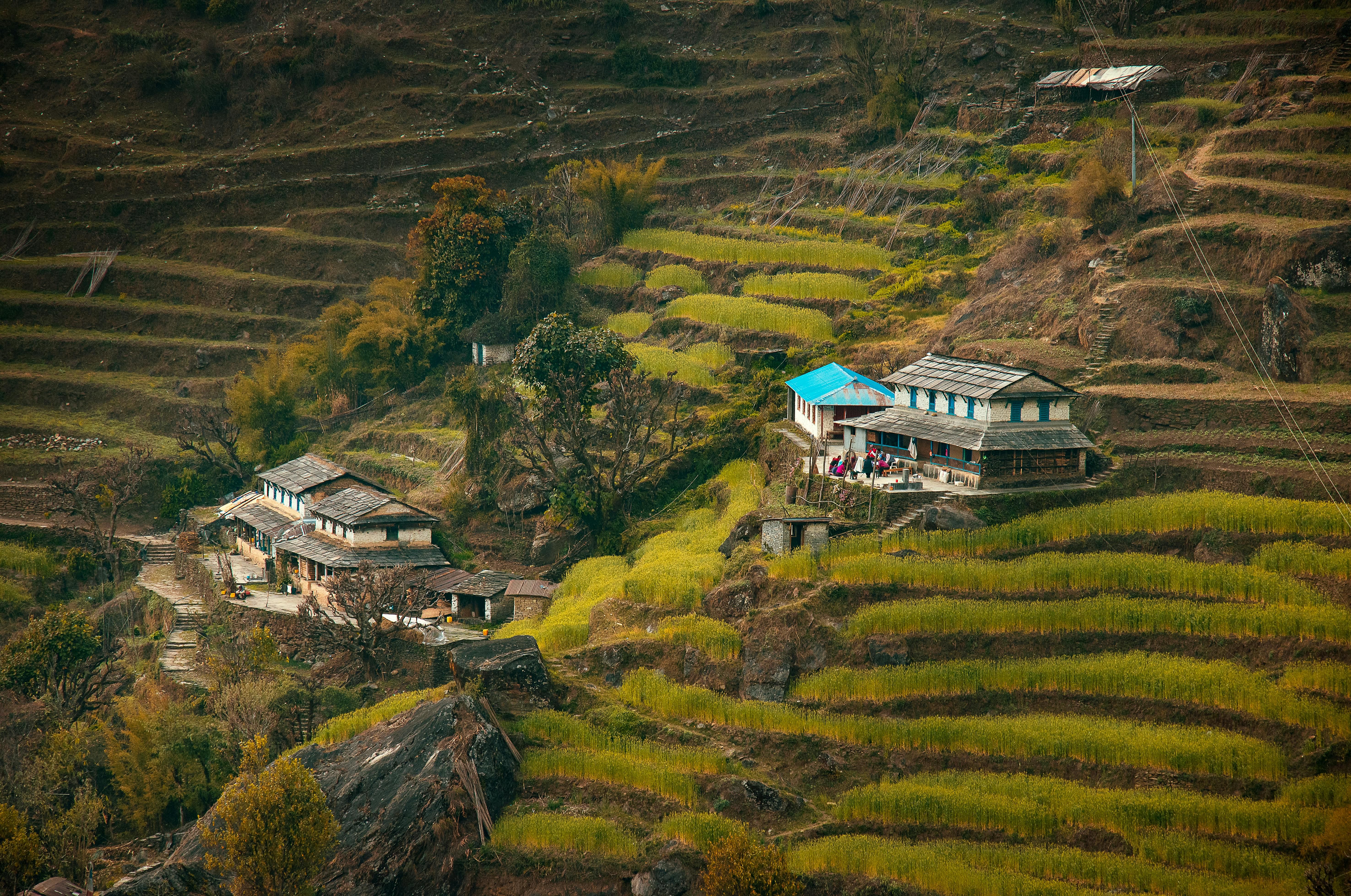 homestays-in-dharamshala-himachal
