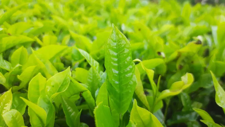 spice-plantation-in-kerala