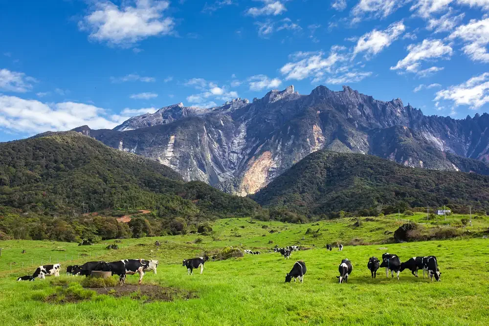 Things To Do In Kundasang