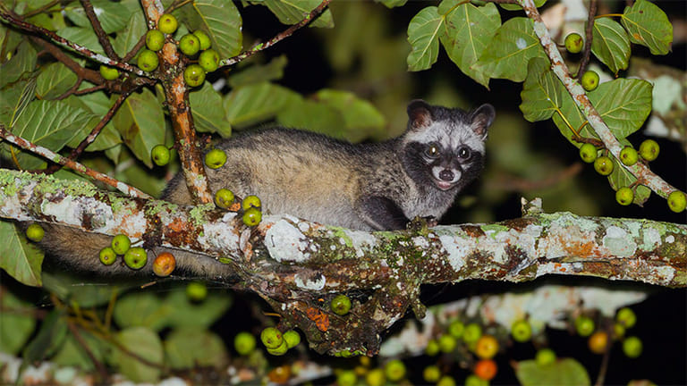 wildlife-habitats-in-singapore