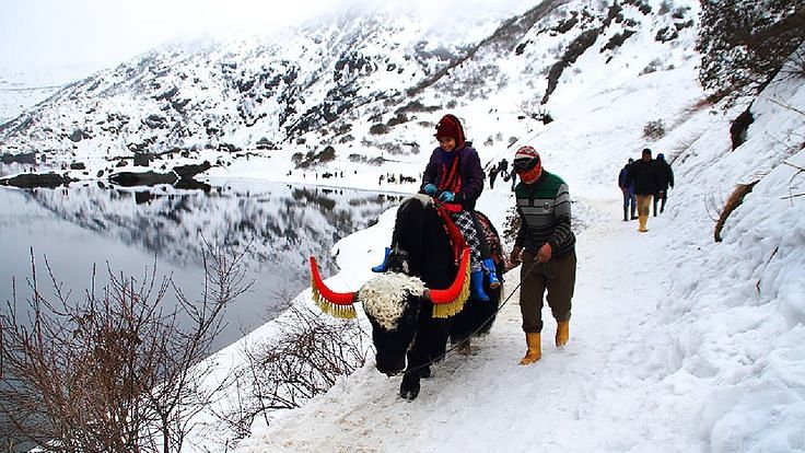 yak safari in sikkim