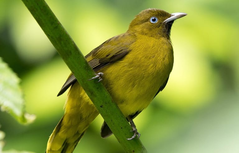 birdwatching-in-andaman-and-nicobar-island
