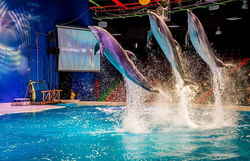 dubai-dolphinarium