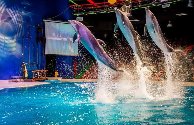 dubai-dolphinarium