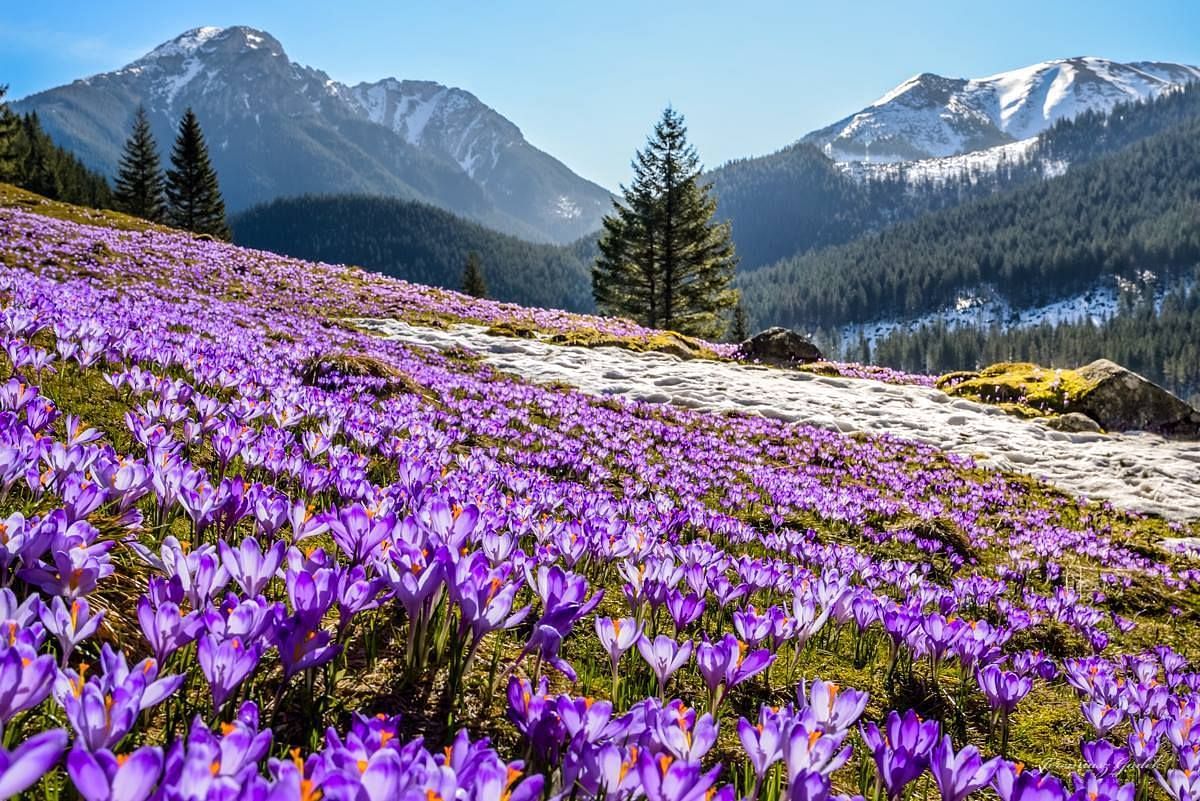 pampore-srinagar-indias-saffron-capita