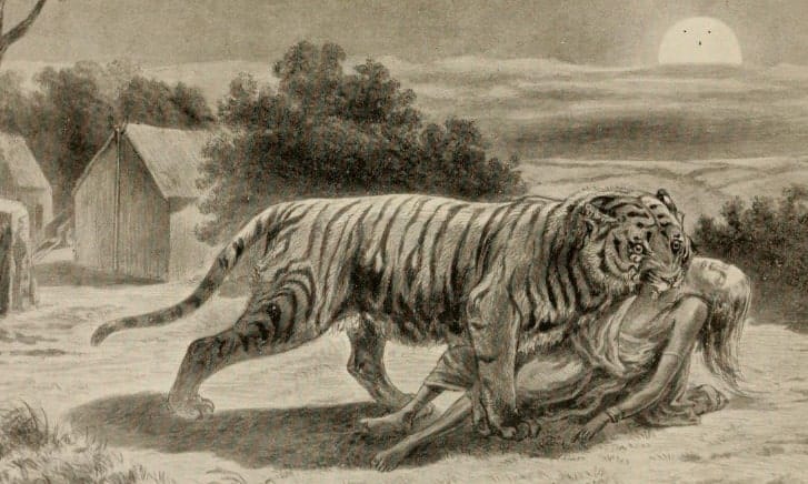 the-champawat-tiger
