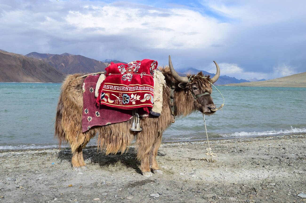 yak-safari-in-ladakh
