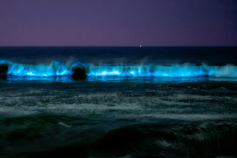 bioluminescent-waves-chennai