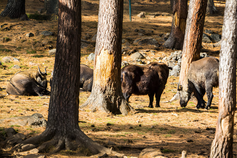 motithang-takin-preserve-bhutan