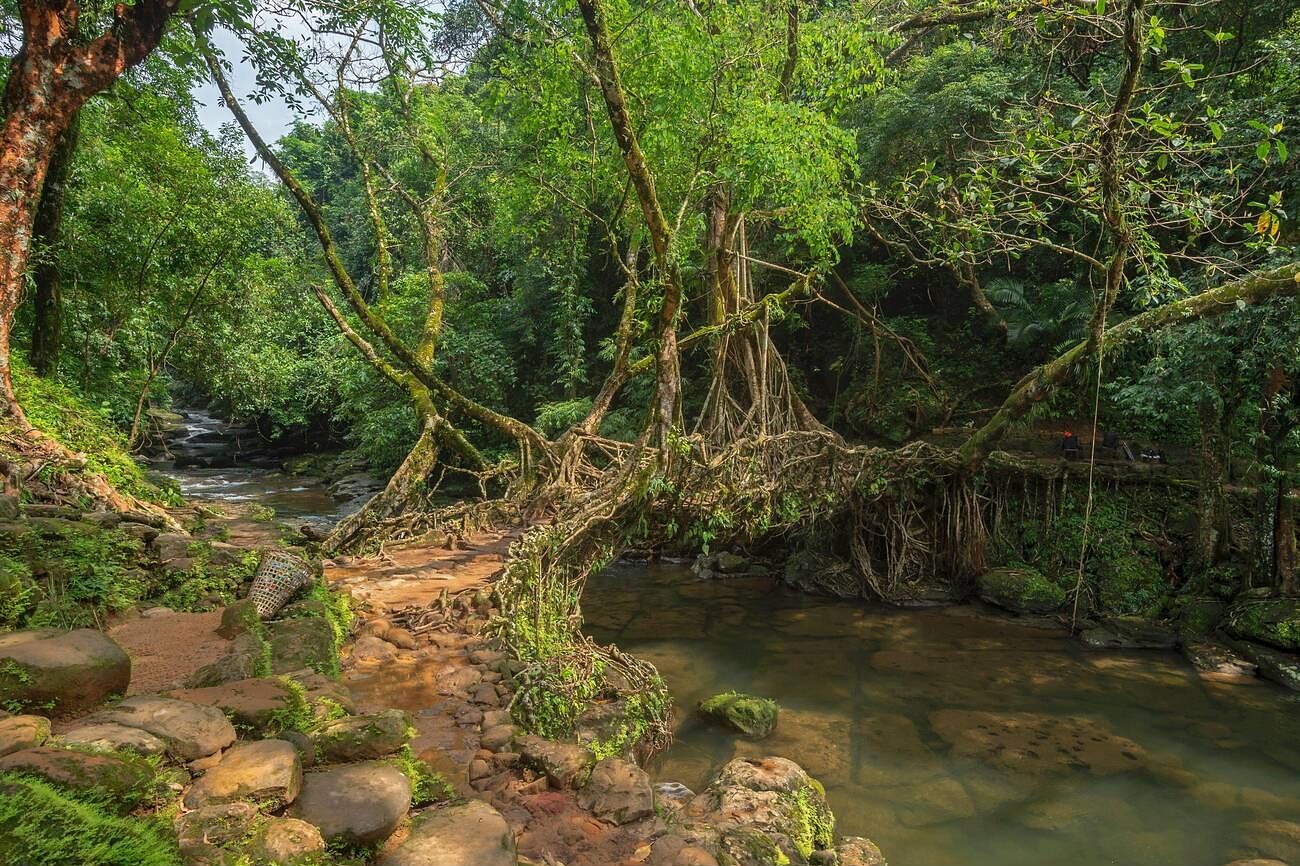 umkar-root-bridge-featured