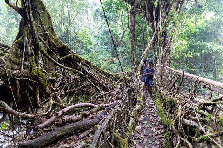 ummunoi-root-bridge-featured