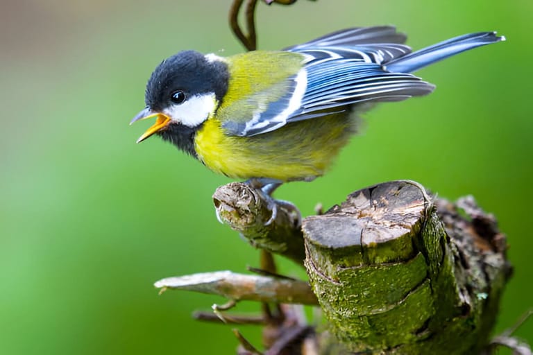 birdwatching-spots-in-india