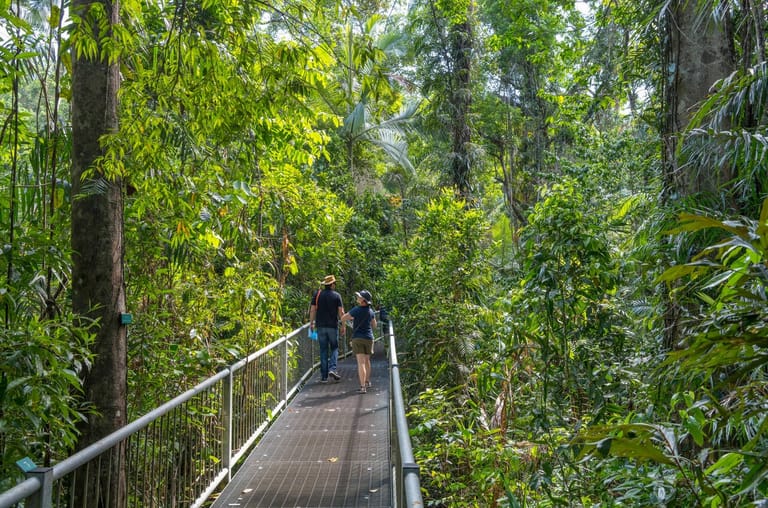 daintree-rainforest
