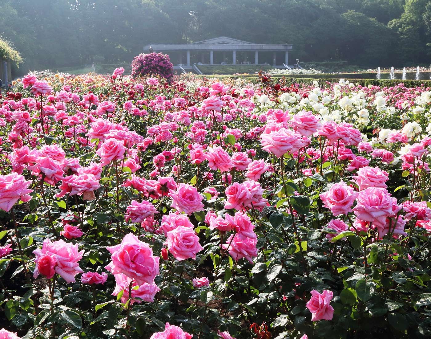 blog-images