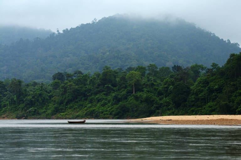 jungle-by-the-tahan-river-taman-negara-national-park-malaysia-southeast