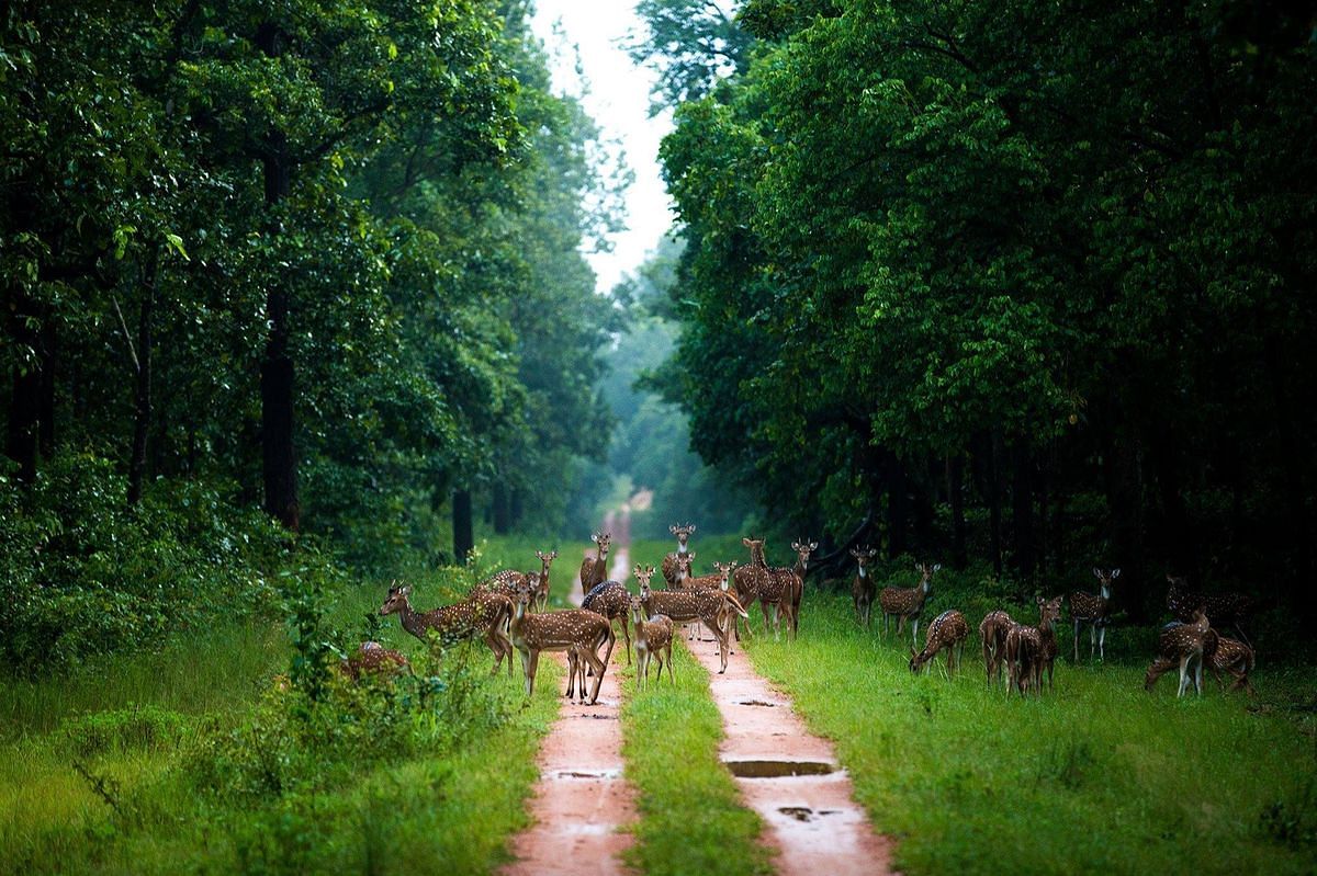 Wayanad Wildlife Sanctuary