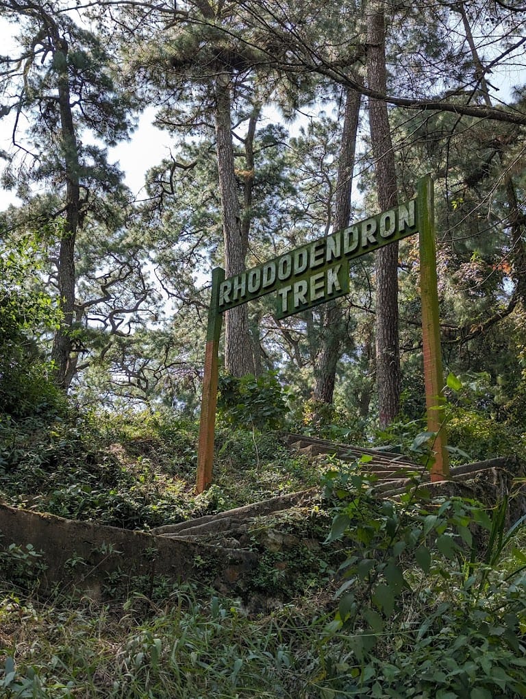 rhododendron-trek-in-meghalaya