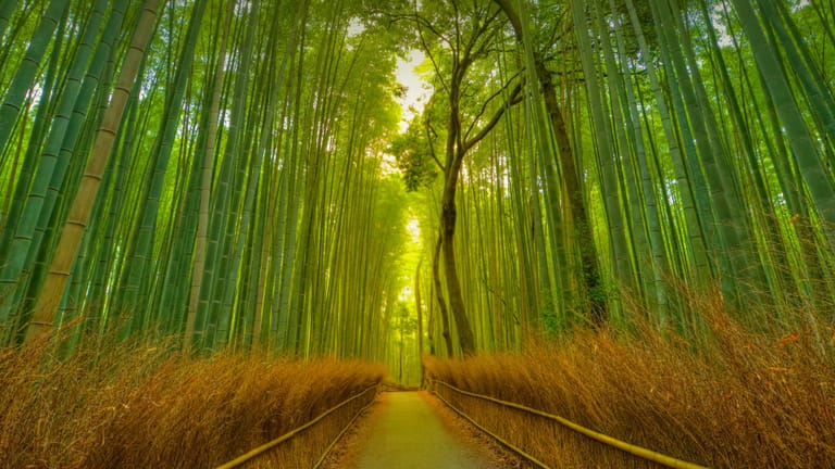 arashiyama-bamboo-grove