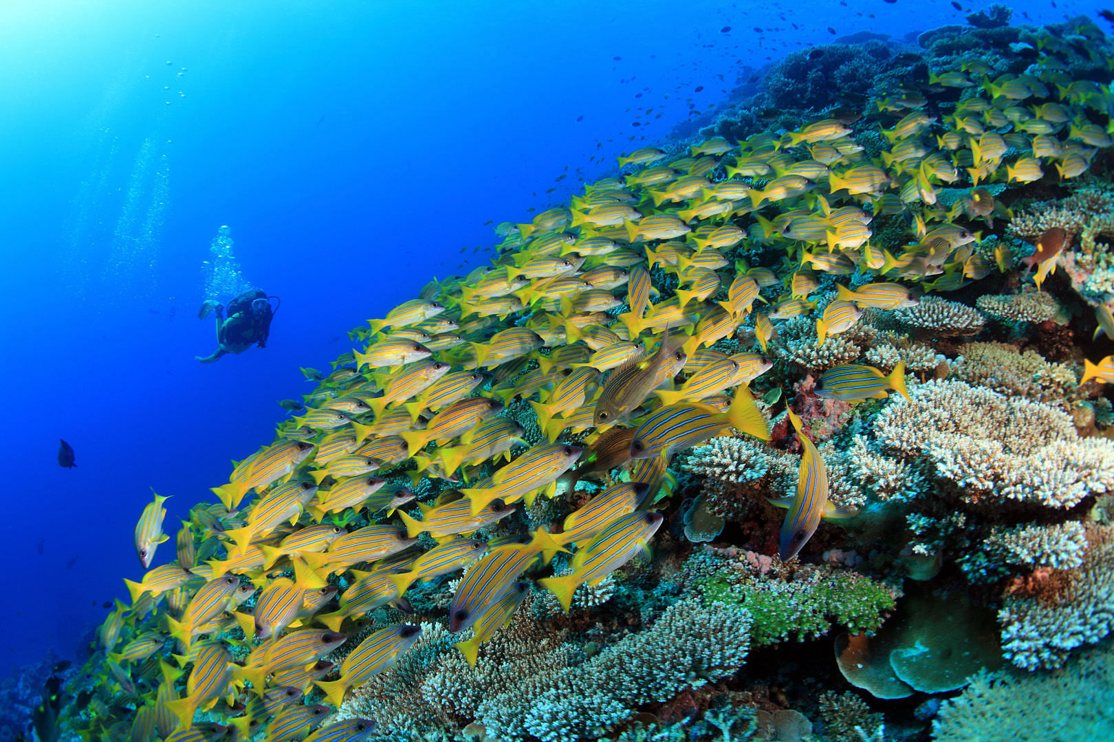 scuba-diving-in-maldives