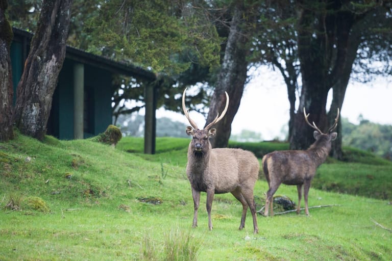 horton-plains-national-park