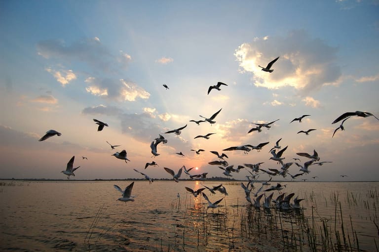 nalsarovar-bird-sanctuary