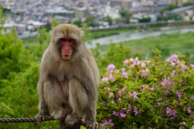 arashiyama-monkey-park-iwatayama