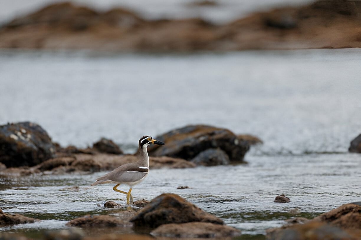 aves-island-in-andaman