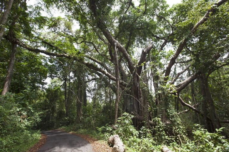mount-harriet-national-park-andamans