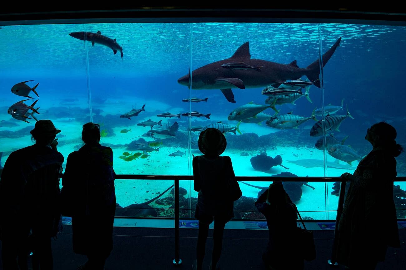 sea-world-aquarium